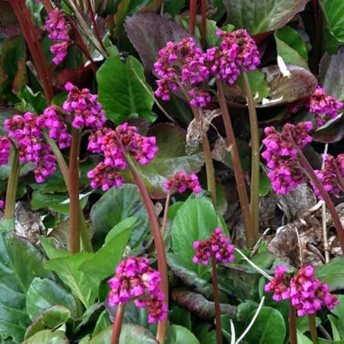 Pianta vera di Bergenia cordifolia Winterglow - Diametro Vaso Ø 14 cm