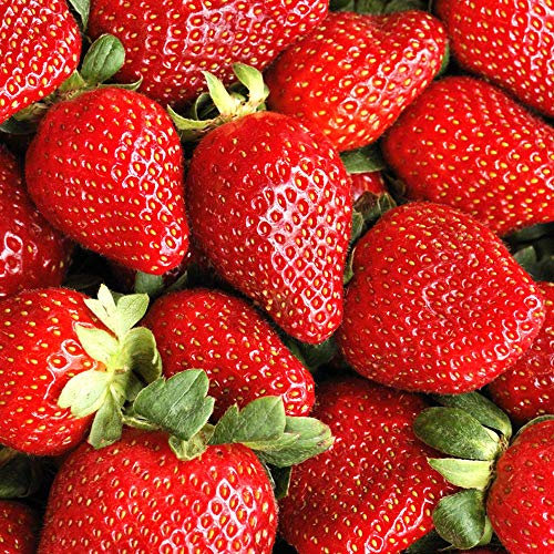 GardenersDream 20 x Strawberry Sweetheart Plants - Fast Growing Bare Root Strawberry Plants - Ready to Plant Fruit Bushes for Gardens, Planters, Pots, Containers, or Baskets (5-10 cm)
