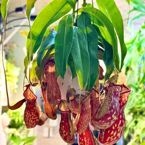 Nepenthes-kannenpflanze, seltene geschenke für gartenfreunde pflanzensamen topfpflanzen kräuterpflanzen fleischfressende nachhaltige produkte 100Samen