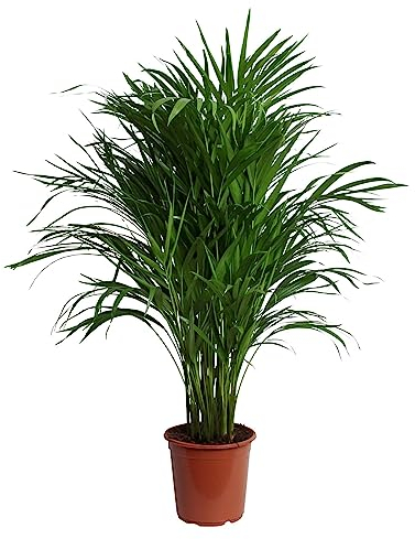 Happy Plants Areca Palmier doré Dypsis Lutescens - Grandes plantes d'intérieur - Plantes purificatrices d'air - Avec pot de fleurs - Fraîcheur de la pépinière (sans pot de 100 cm)
