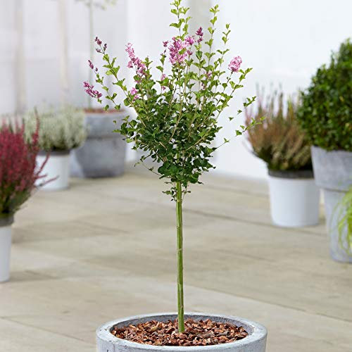 Arbre Syringa Palibin | Lilas en pot pour petits jardins | Arbre ornemental à feuilles caduques | Tige droite en forme de sucette | Plantes de jardin