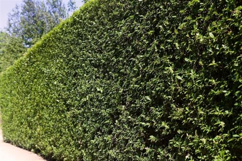 Ligustrum ovalifolium 175-200 cm - Ovalblättriger Liguster, immergrün, ideal für Hecken, schnittverträglich, pflegeleicht und winterhart