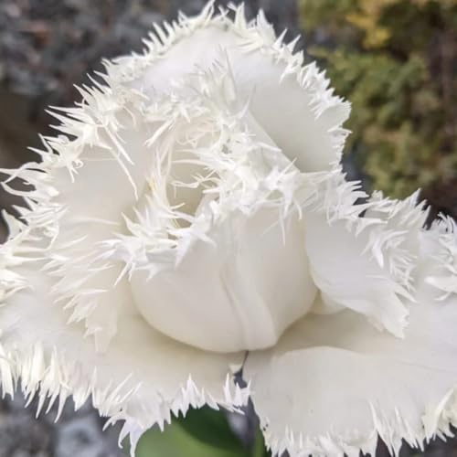 bulbos de tulipán, perenne resistente, jardín tulipán acónito invierno, perenne resistente ación primaveral, decoración 12pcs