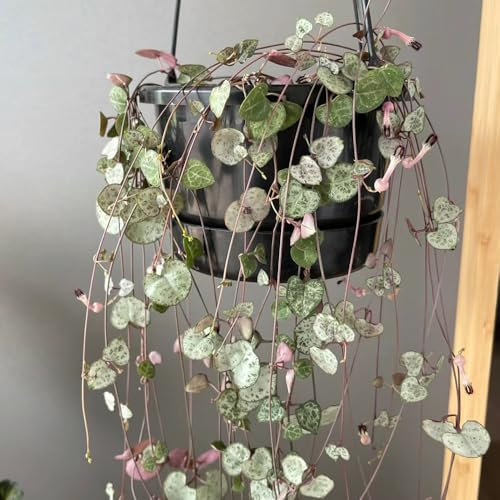 30 Pcs Leuchterblume Hängend Samen - Kletterpflanzen Winterhart, Deko Pflanzen (Ceropegia Woodii) Balkon Pflanzen, Exotische Samen Winterharte Pflanzen Für Balkon, Sukkulenten Samen