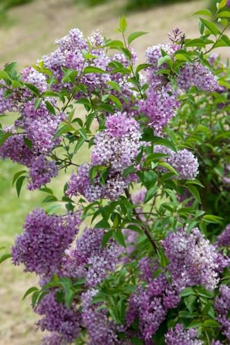 Syringa chinensis 'Saugeana' 60–100 cm – Winterhart, Mehrjährig, Pflegeleicht – Chinesischer Flieder – Heckenpflanze für Garten & Sichtschutz