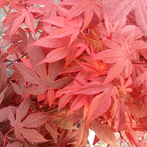 Roter Fächerahorn - Acer palmatum Atropurpureum 40-60 cm 3 Liter