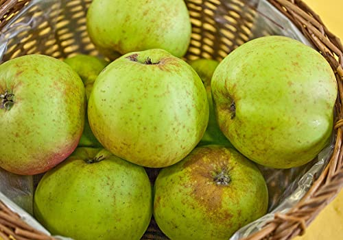 Vinteräpple Kanadarenett 170–200 cm/stam 80–100 cm – Malus – Renette du Canada – äppelträd
