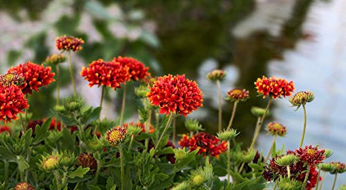 Potseed Gefüllte Ringer Kokardenblume 30 Samen - Gaillardia ‚Sundance