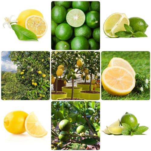 250 pcs samen für zitronenbaum obstsamen gartenarbeit,zitrone,Citrus limon pflanzen anzucht spezielle samen obst samen pflanzenkübel gärtnern bio saatgut obst frisch pflanztopf balkonpflanzen