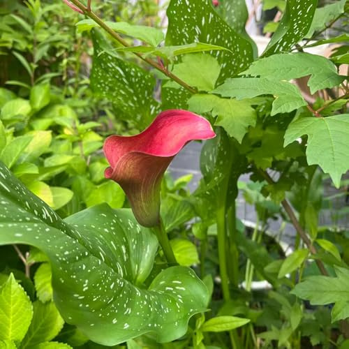 bulbi di calla d'appartamento esotiche Zantedeschia aethiopica, giardino interno roccioso tappezzanti in vaso 3pcs