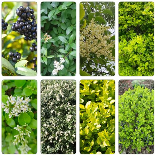 aligustre - verdes hojas reverdecimiento tejados jardín semillas del balcón 400pcs
