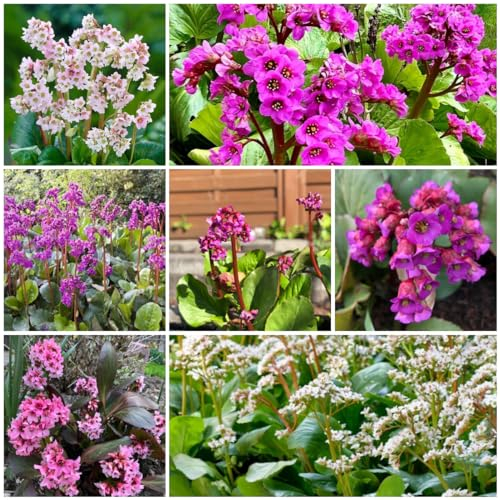 100 pcs bergenien winterhart samen, balkon pflanzen, pflanzen geschenk (Bergenia cordifolia) pflanzen winterhart, blumengeschenk pflanzen balkon, steinpflanzen winterhart garten hochbeet,