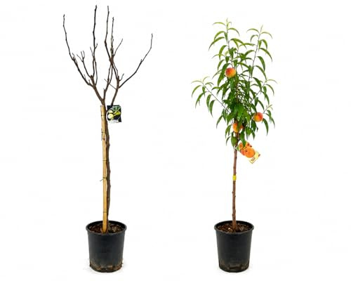 Garden Center Shop | Pack Árboles Frutales Higuera y Melocotonero | Plantas Naturales para Jardín y Huerto | Producción de Fruta | Ideal Exterior (Higuera y Melocotonero)