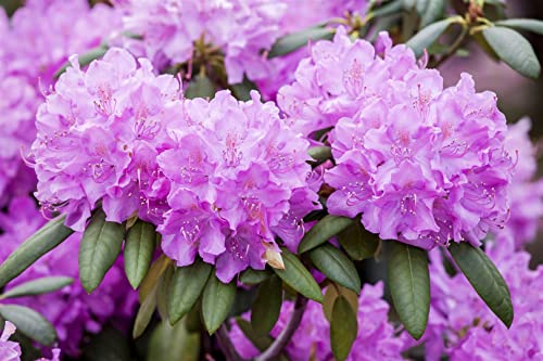 Rhododendron PG 1 'Roseum Elegans' 30-40 cm - Rhododendron, rosafarbene Blüten, Blütezeit Mai-Juni, ideal für Halbschatten, winterhart und pflegeleicht