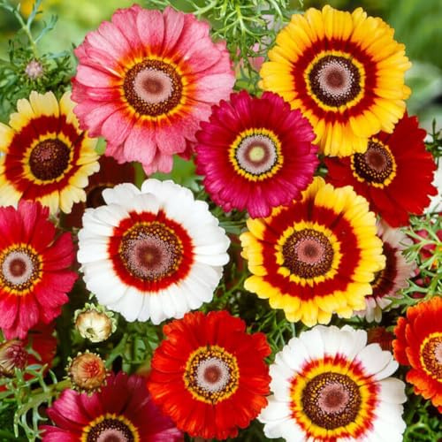 1000+ Perennial Painted Daisy Rainbow Mix Flower Seeds for Planting Outdoors-Chrysanthemum Carinatum Flower Garden Seeds Fragrant Butterfly