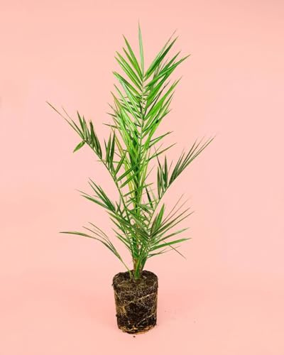 Palmera Canaria | Plantas Naturales Exterior | Pur Plant