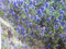 Hochstamm Ceanothus impressus Victoria - Säckelblume Victoria