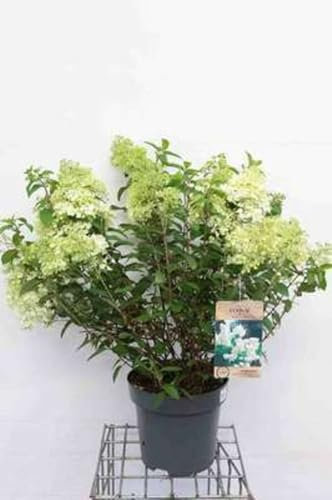 Hydrangea pan. 'Bobo'® - Hydrangée Paniculé 60-80 cm en pot