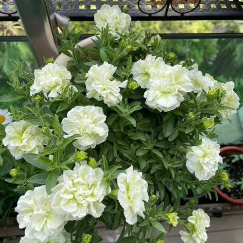 65 piezas semillas de petunia - exóticas semillas de pradera perennes resistentes silvestres perennes