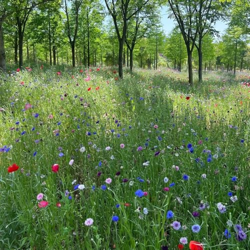 semillas de aciano perennes resistentes balcón resistentes semillas silvestres jardín sostenibles jardin 200pcs