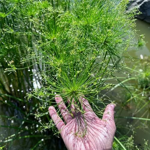 semillas de papiro, de balcón resistentes de papiro Cyperus, Las perennes son perennes resistentes. Semillas de perennes 400pcs