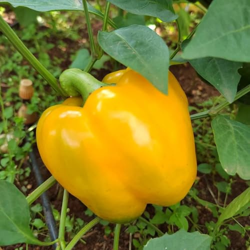 antiguas variedades de semillas de pimiento resistentes, trepadoras, chile de invierno 100pcs