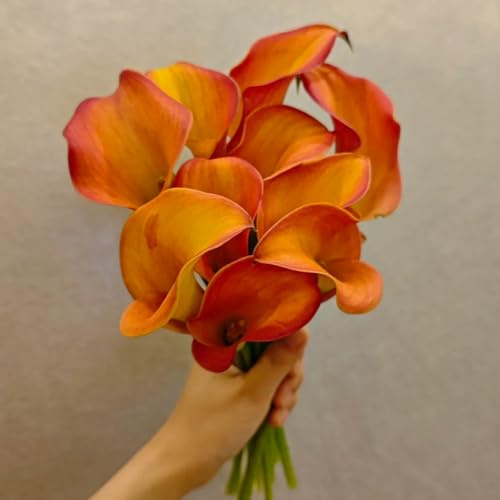 Bulbos de cala, bulbos de alcatraz, exóticas resistentes Zantedeschia aethiopica, bulbo de Las de balcón son perennes 4pcs