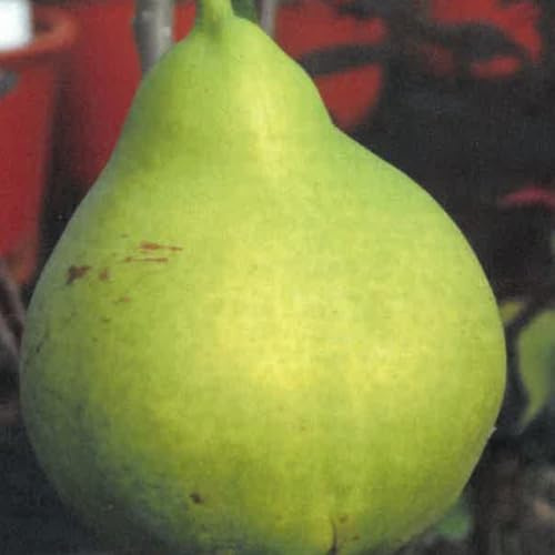 Planta Frutal Peral Enano En Jarrón Blanco (Foto Real)