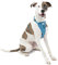 Kurgo TRU-Fit Smart Harness, Dog Harness Pet Walking Harness Quick Release Buckles, Front D-Ring for No Pull Training, Includes Dog Seat Belt Tether (Blue, Medium)
