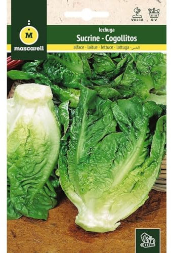 Mascarell Semillas, LECHUGA, Semillas Huerto, LECHUGA SUCRINE (COGOLLITOS DE TUDELA), Crea tu Propio Huerto Urbano y Cultivo en Casa, Plantas Hortícolas, 3 Gramos