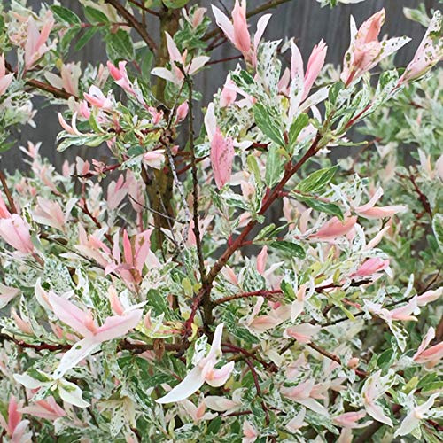 Salix Integra 'Hakuro Nishiki'- Saule du Japon;Saule crevette 40-50 cm en conteneur