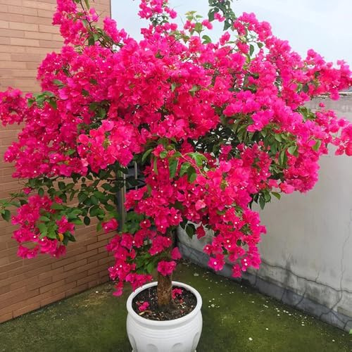 semi resistenti di bouganville - estremamente giardino balcone 200pcs