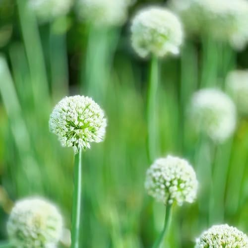 Semillas de cebolla ornamental - lugares soleados de balcón Decoraciones jardín exteriores semillas orgánico variedades antiguas jardineros 50pcs