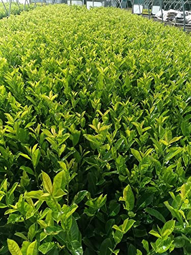[x20] Cherry Laurel | Evergreen Hedging | Fast Growing | 30-60cm | P9 Pots