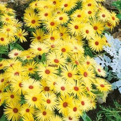 Livingstone Daisy Yellow - 600 Seeds + freebie + Plant tag (Mesembryanthemum Harlequin)