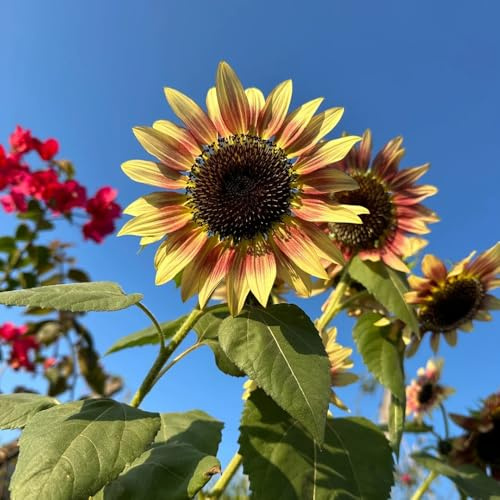semillas de girasol Decoración de jardín para exteriores, alfombra, girasol perenne de primavera, de silvestres de para bancales 180pcs