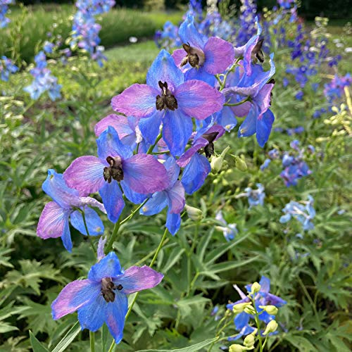 Blumixx Stauden Delphinium Elatum-Hybr. 'Ouvertüre' - Hoher Garten-Rittersporn blau, rosa, braun