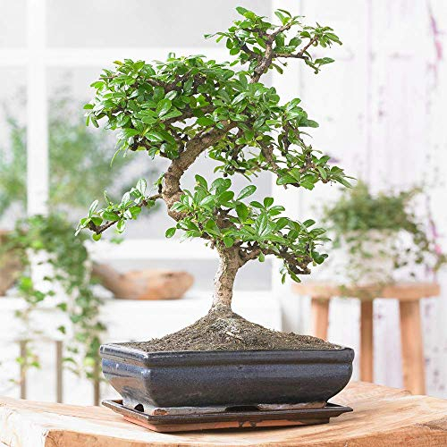 GardenersDream Chinese Elm Bonsai Tree in Decorative Pot - Traditional Japanese Indoor House Plant - Live Indoor Plants for Desks and Shelves - Great Gifts for Plant Lovers (20-30 cm incl. 15 cm Pot)