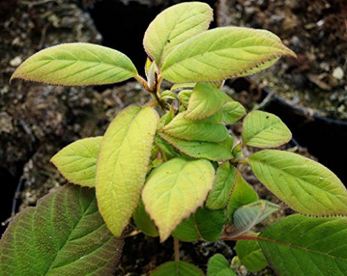 Hortensie Samthortensie Hydrangea sargentiana Containerware 40-60 cm hoch
