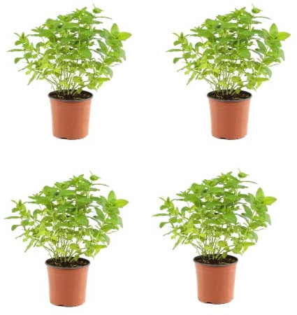 Plantas de Hierbabuena Pack de Cuatro Unidades Plantas de Menta Naturales