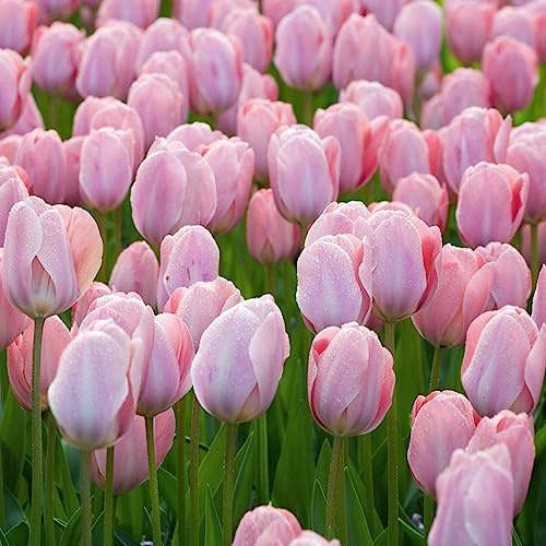 2 pz bulbi di tulipano, da giardino roccioso resistenti selvatici del giardiniere dei decorativi