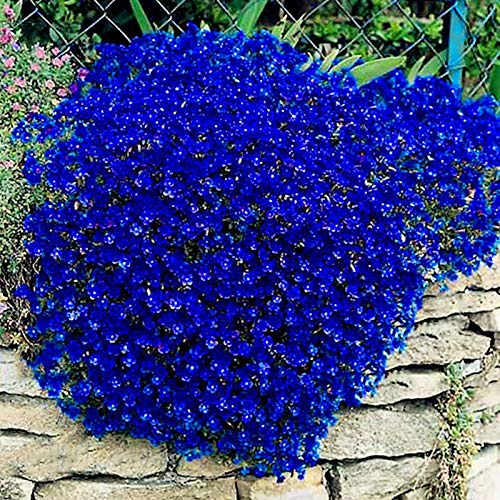 Benoon Semi di crescione, 100 pezzi/sacchetto semi di crescione che strisciano decorazioni per piante da giardino perenne terra di fiori di roccia per prato blu