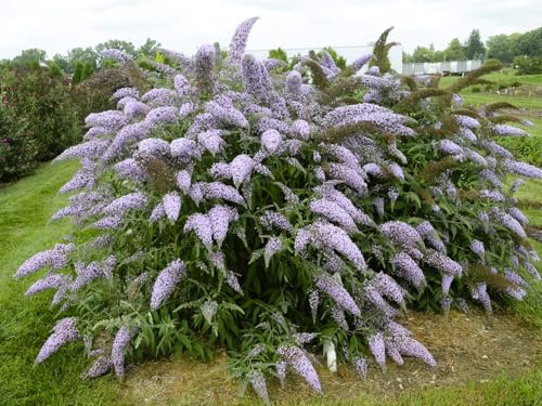 Greenwood Nursery: Live Shrub Plants - 'Grand Cascade' Butterfly Bush + Buddleja/Buddleia Davidii - [Qty: 1x Pint Pot] - (Click for Other Available Plants/Quantities)