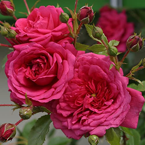 Laguna®, rosa viva rampicante di Rose Barni®, rosa in vaso, fiori grandi a coppa, profumati, colore rosa intenso, cod. 16045