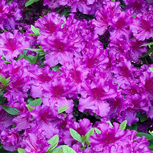 Azalea Japonica Plant - Purple | Dense Bushy Vigorous Evergreen Outdoor Flowering Garden Shrub | Pack of 2, 9cm Pots