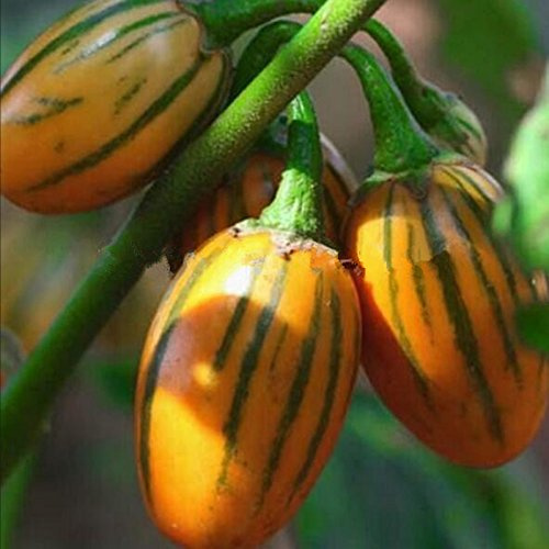Plante de jardin domestique, graines de légumes d'aubergine africaine Solanum aethiopicum Paquet de 100 graines