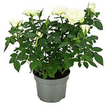 Rosal Mini Flor de Color Blanco 10cm Planta Natural en Maceta