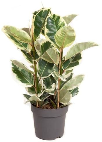 Ficus elastica 'Tineke' - Gummibaum buntlaubig Topf Ø 27 cm Höhe: 100 cm luftreinigende, pflegeleichte Zimmerpflanze